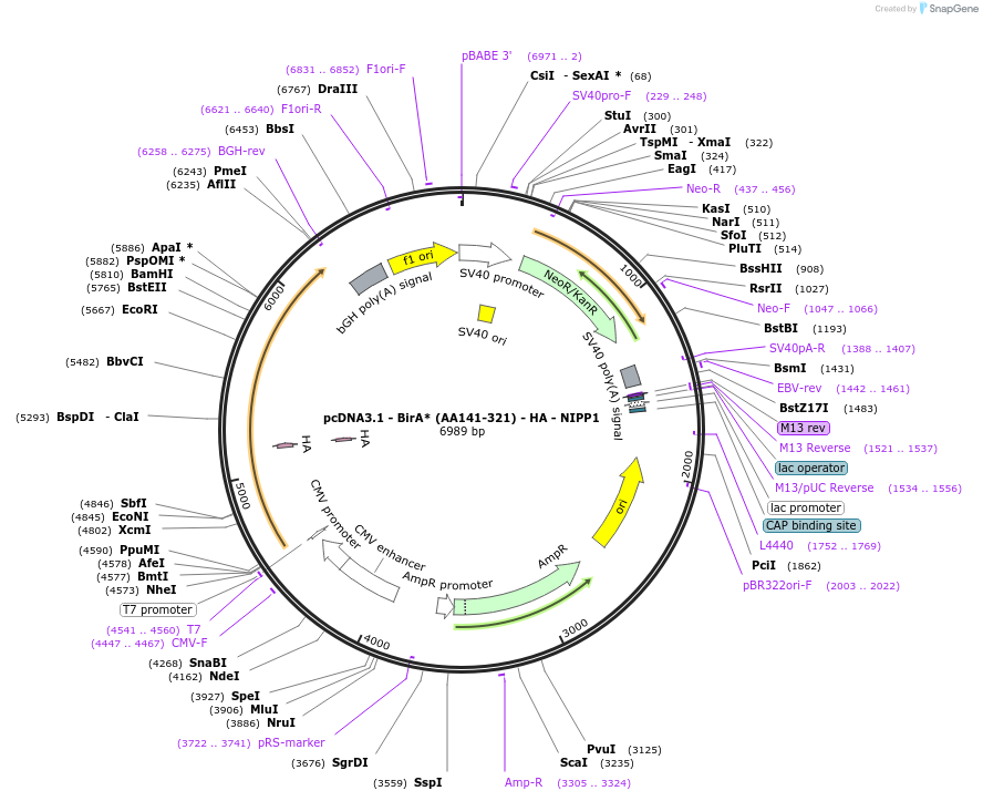 86885-plasmid-map-sequence-id-172439