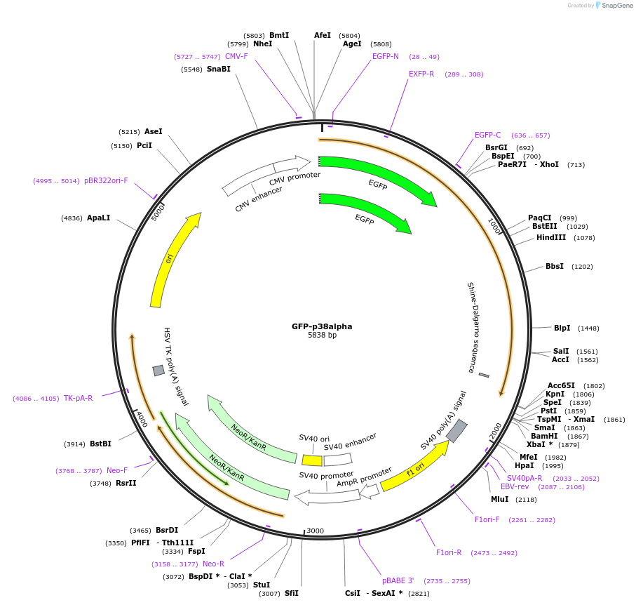 86832-plasmid-map-sequence-id-172460