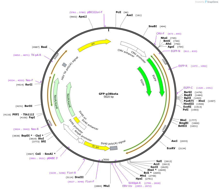 86833-plasmid-map-sequence-id-172461