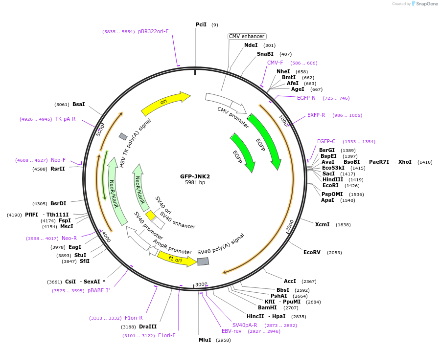 86831-plasmid-map-sequence-id-172462