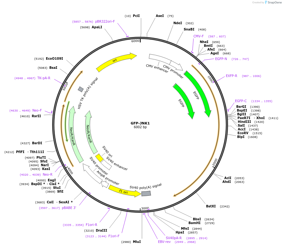 86830-plasmid-map-sequence-id-172463