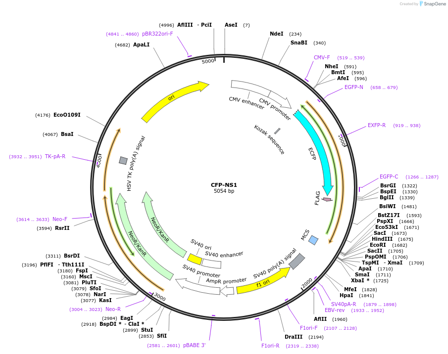 85739-plasmid-map-sequence-id-172465