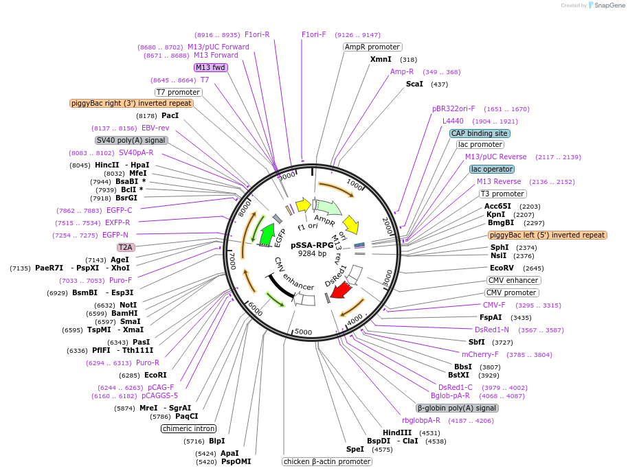 85932-plasmid-map-sequence-id-172472