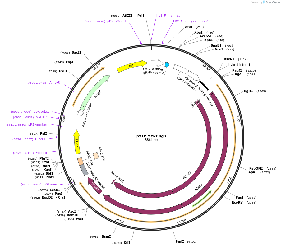 88859-plasmid-map-sequence-id-172480