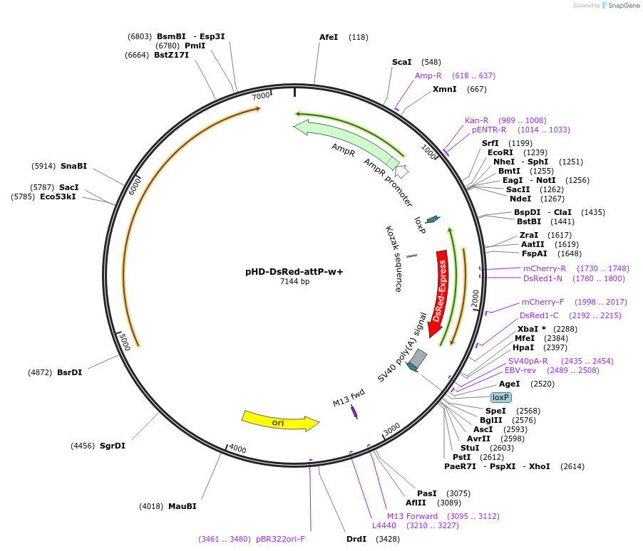 80898-plasmid-map-sequence-id-172486