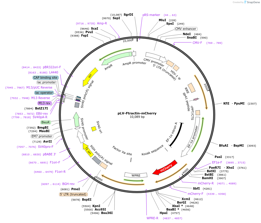 85131-plasmid-map-sequence-id-172503