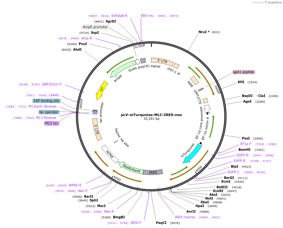 85145-plasmid-map-sequence-id-172536
