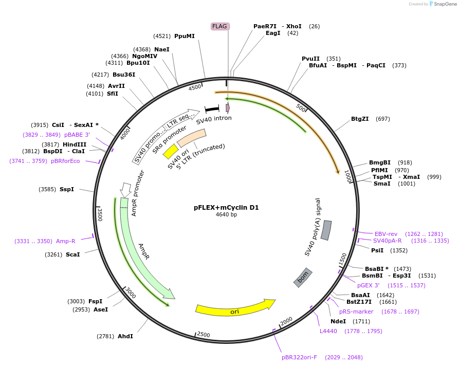 86793-plasmid-map-sequence-id-172566