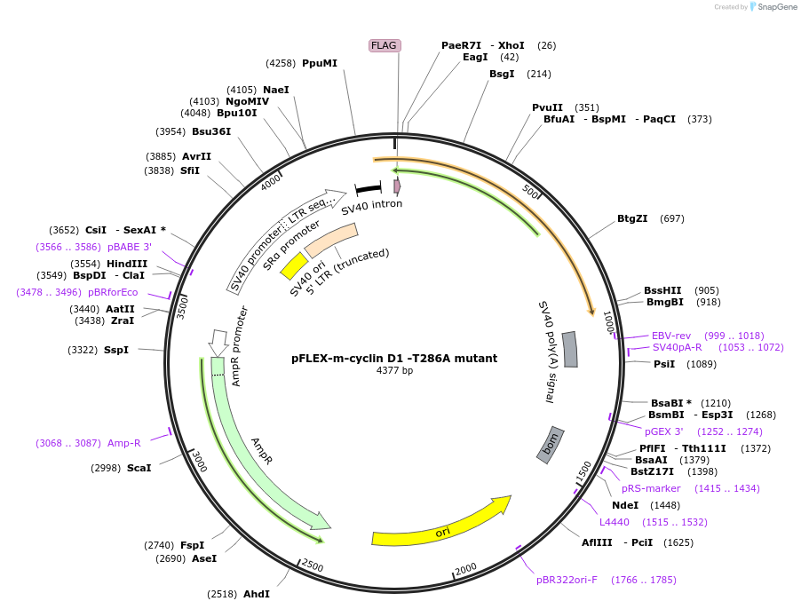 86792-plasmid-map-sequence-id-172568