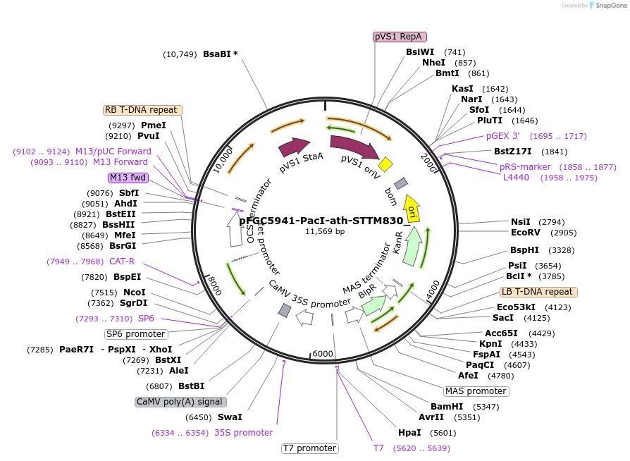 84160-plasmid-map-sequence-id-172574