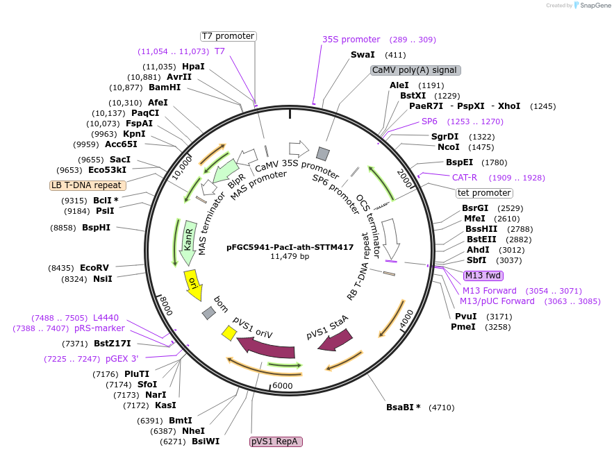 84135-plasmid-map-sequence-id-172581