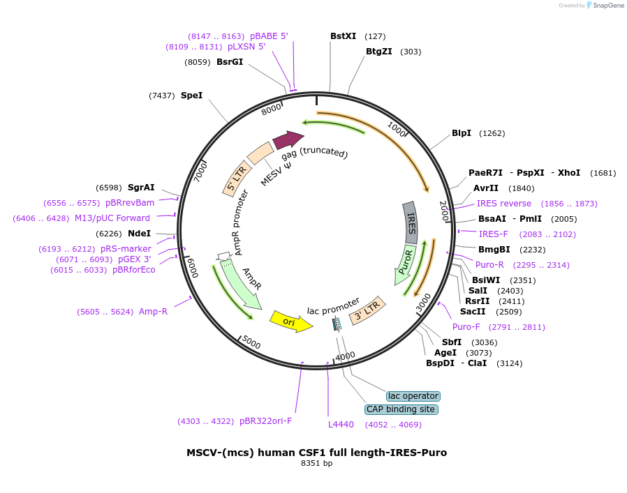 86797-plasmid-map-sequence-id-172582