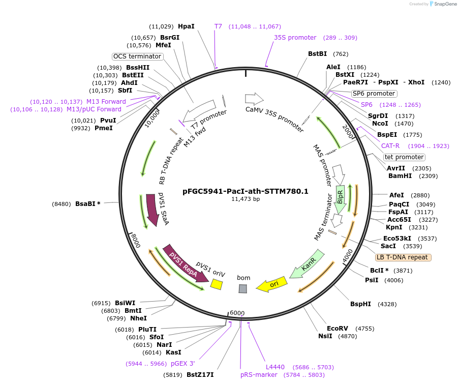 84146-plasmid-map-sequence-id-172584
