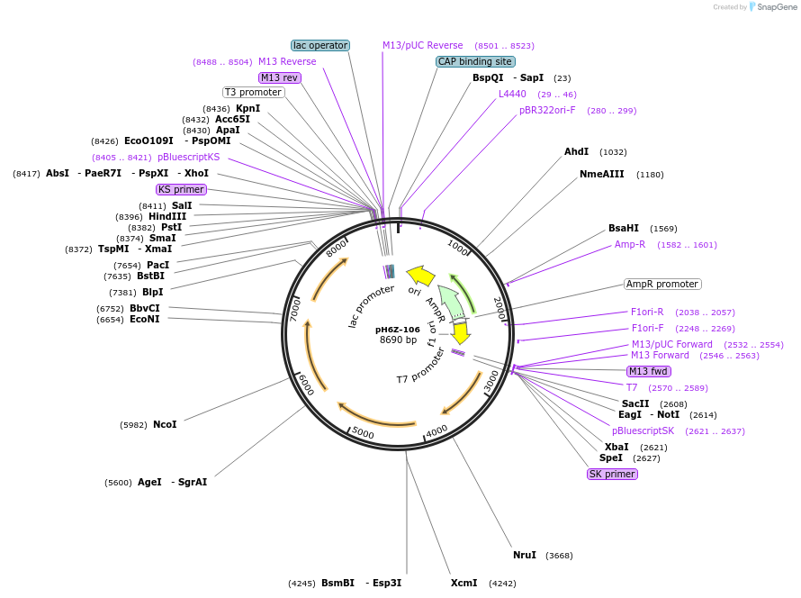 85228-plasmid-map-sequence-id-172589