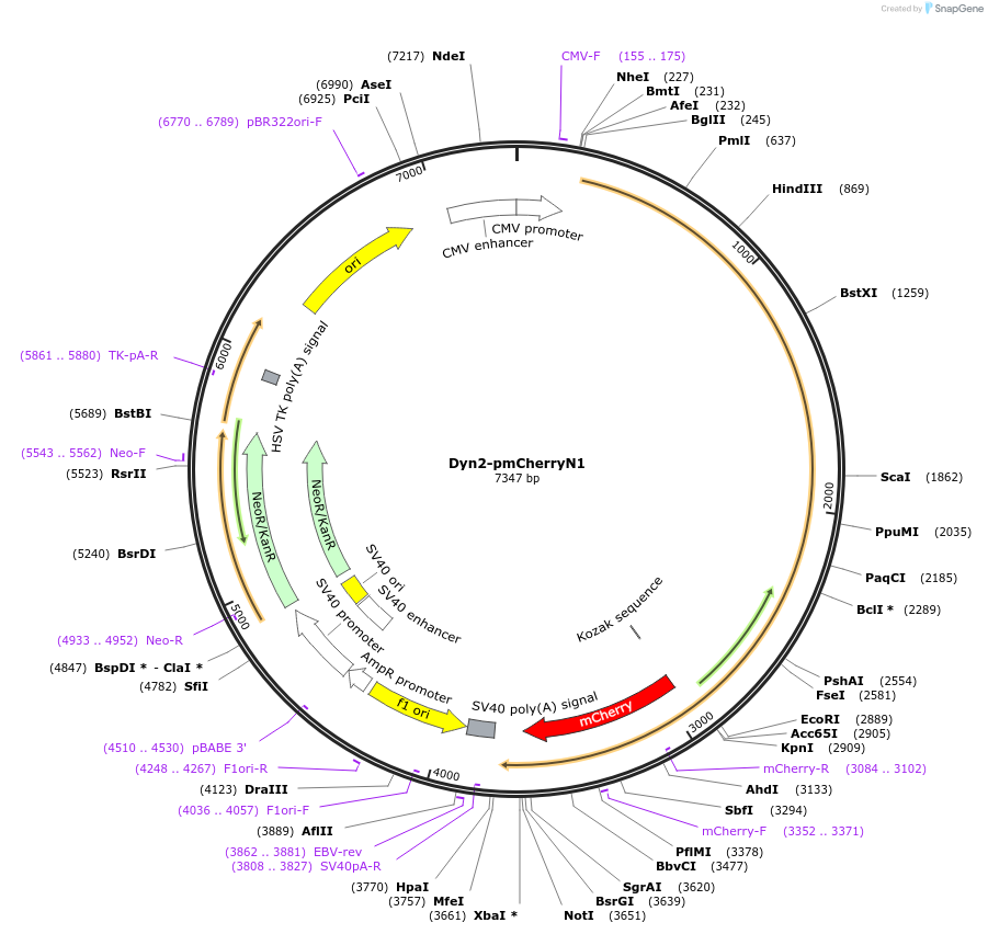 27689-plasmid-map-sequence-id-172591