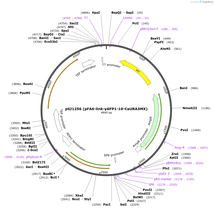 86419-plasmid-map-sequence-id-172606