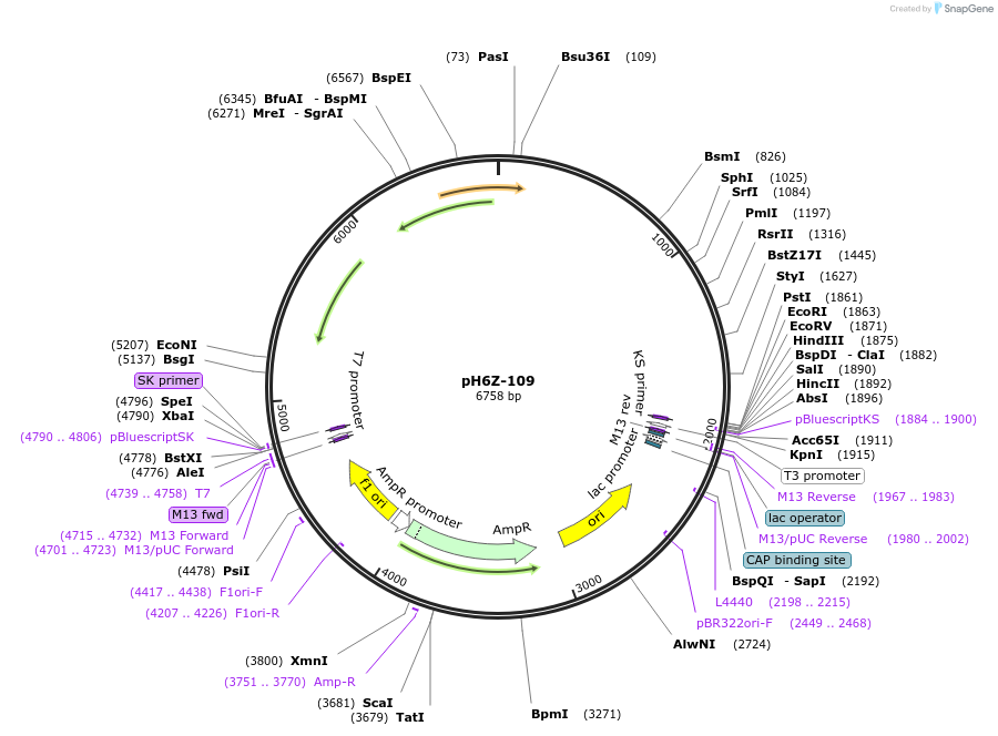 85230-plasmid-map-sequence-id-172622