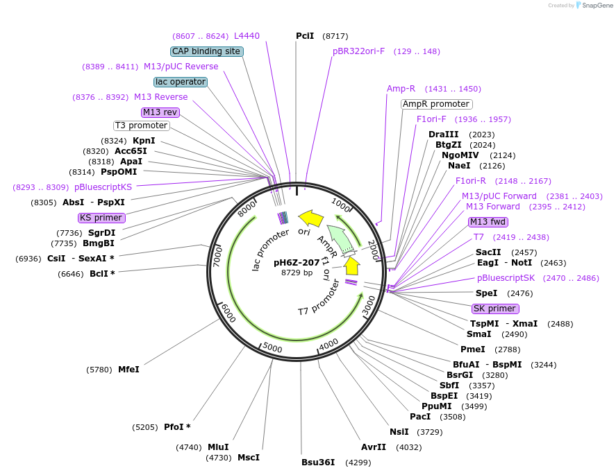 85234-plasmid-map-sequence-id-172628