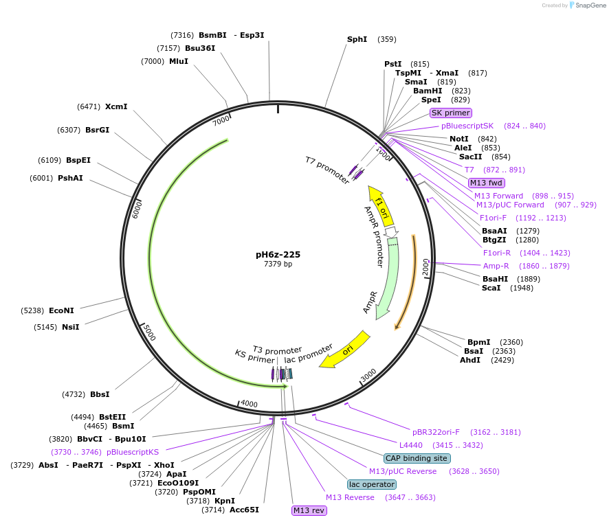 85236-plasmid-map-sequence-id-172629