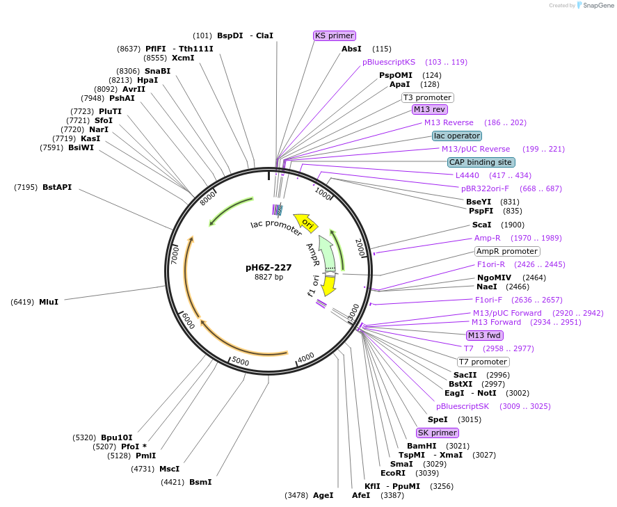 85237-plasmid-map-sequence-id-172631