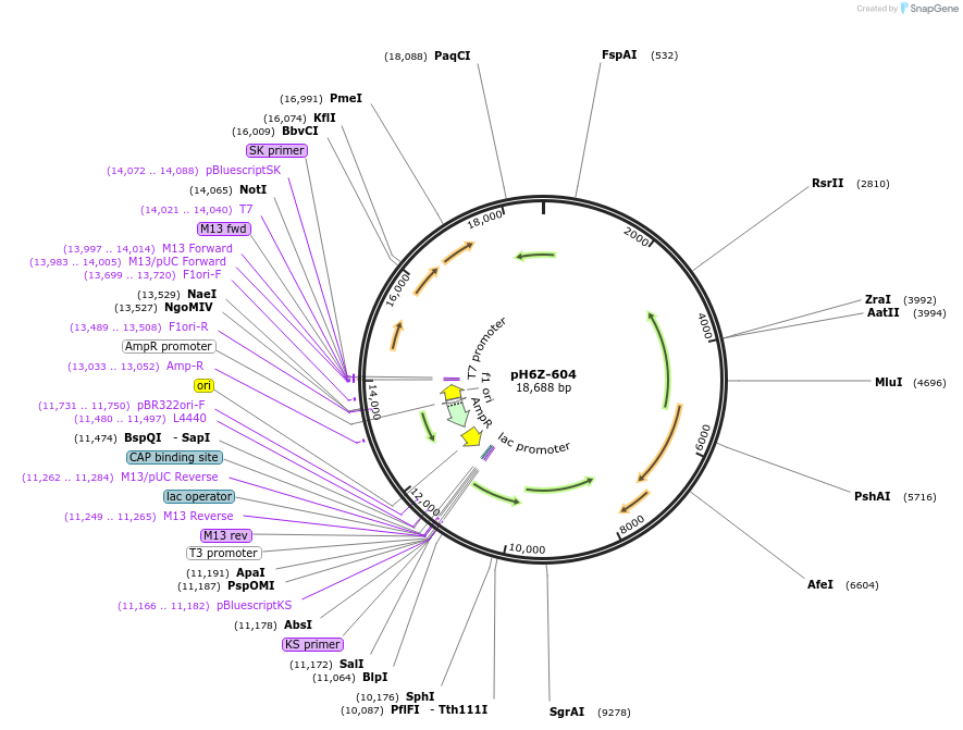 85243-plasmid-map-sequence-id-172635