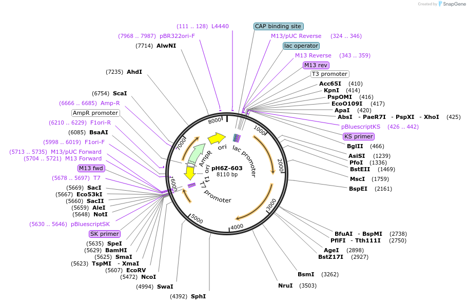 85242-plasmid-map-sequence-id-172637