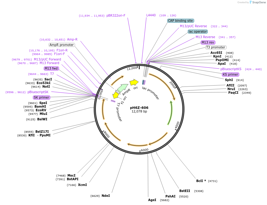 85245-plasmid-map-sequence-id-172639