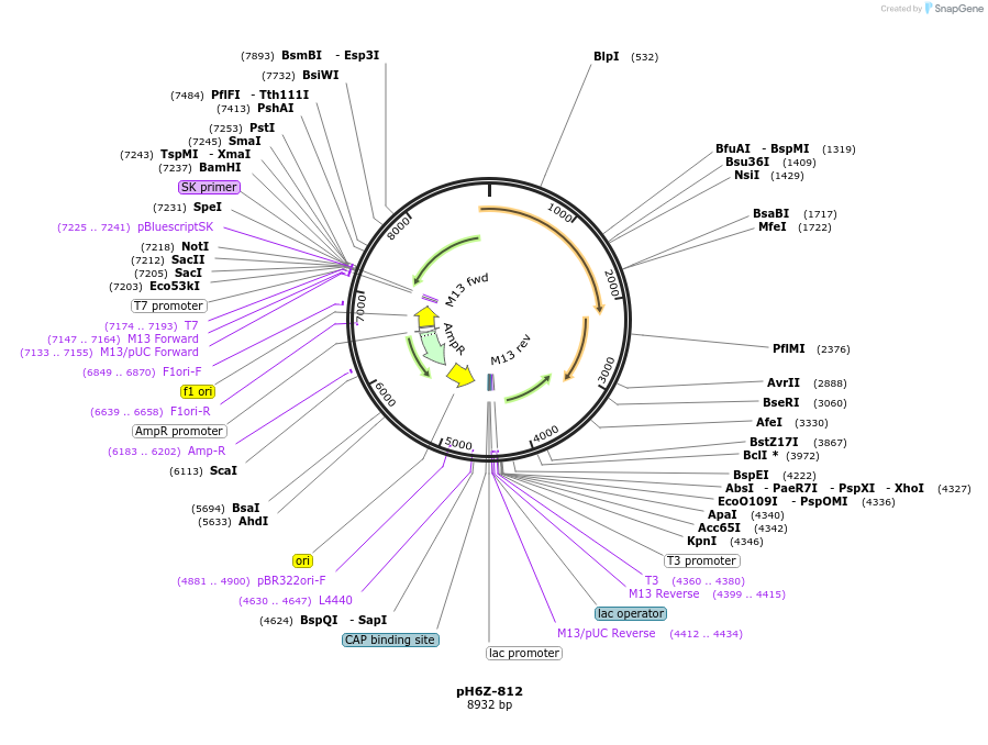 85258-plasmid-map-sequence-id-172645