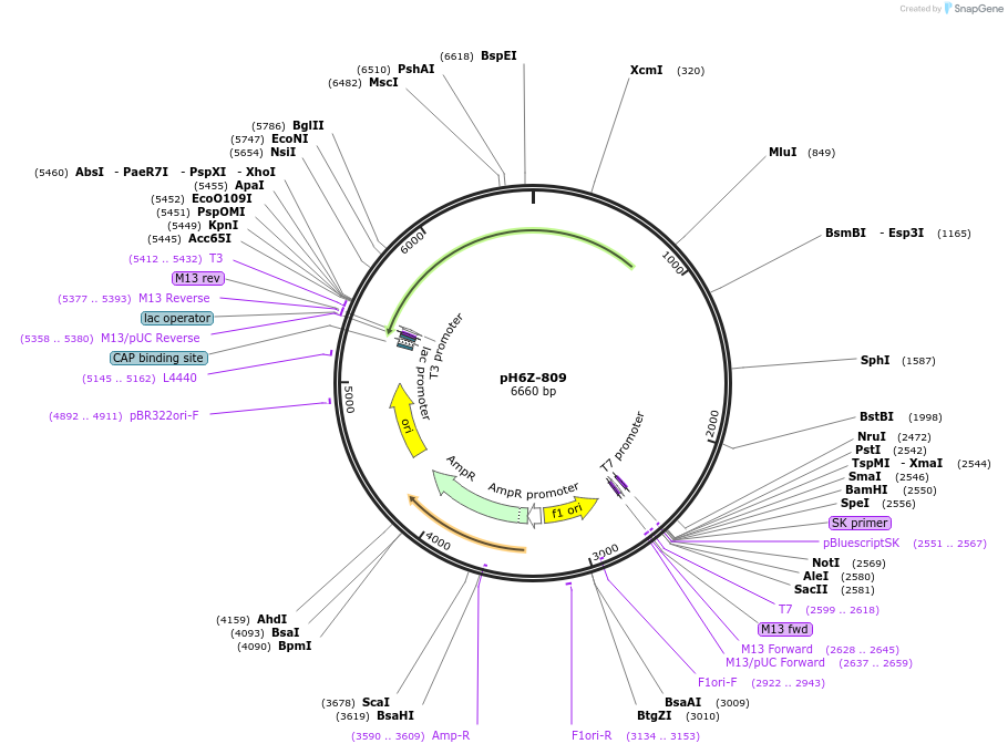 85257-plasmid-map-sequence-id-172646