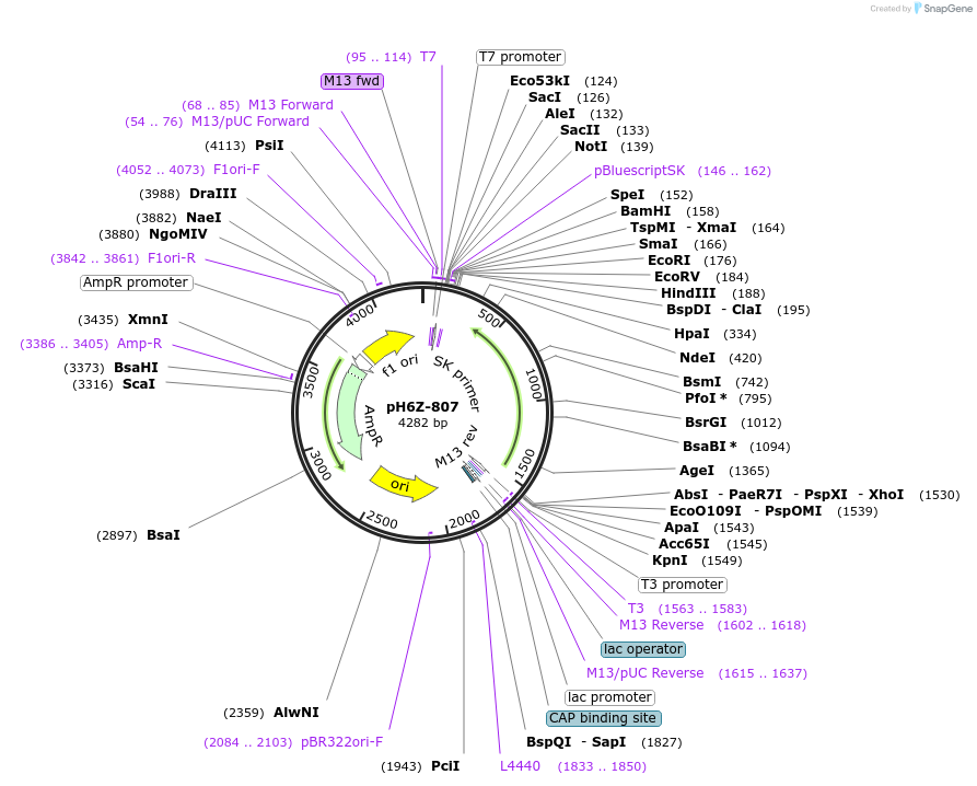 85256-plasmid-map-sequence-id-172647