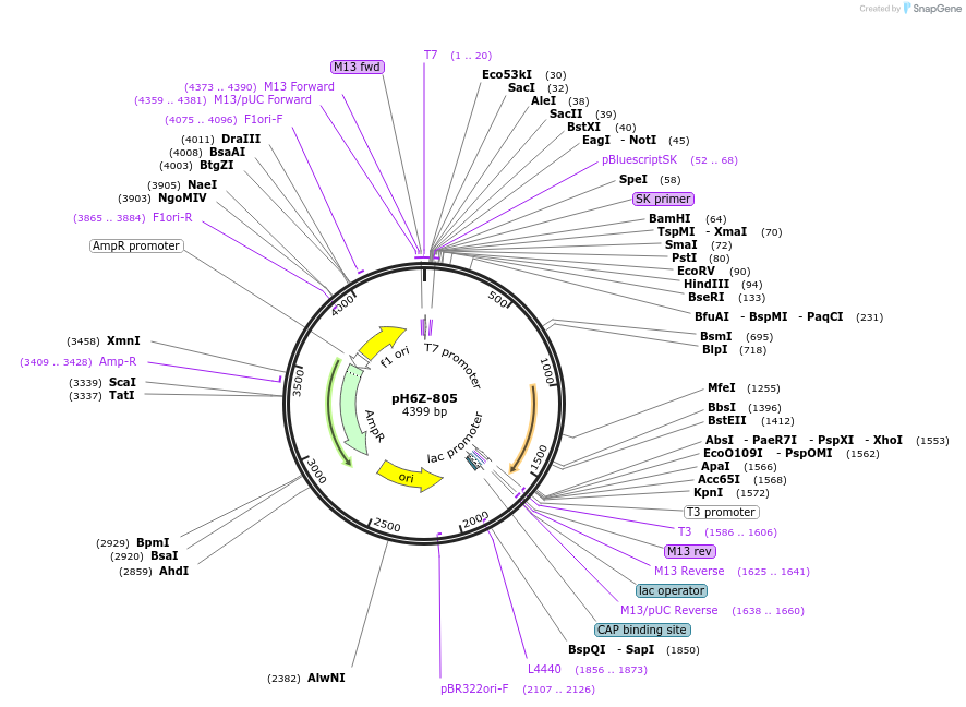 85254-plasmid-map-sequence-id-172649
