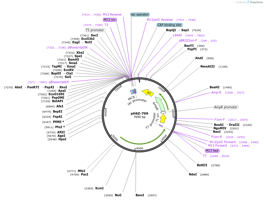 85251-plasmid-map-sequence-id-172652