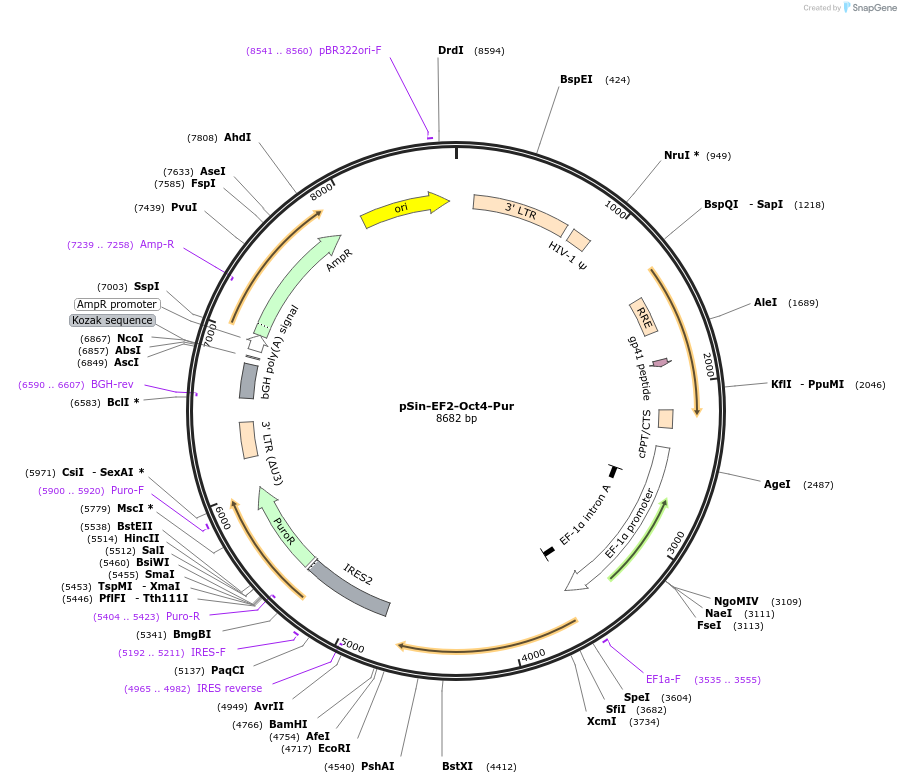 16579-plasmid-map-sequence-id-172690