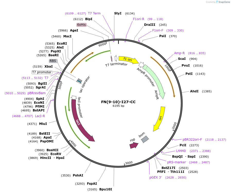 85394-plasmid-map-sequence-id-172698