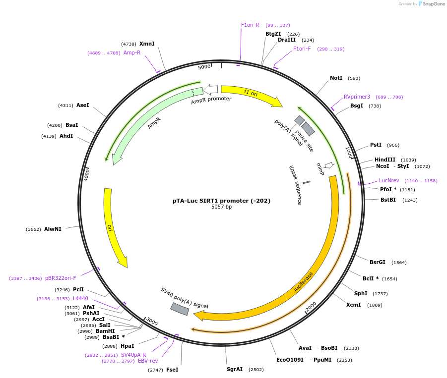 10971-plasmid-map-sequence-id-172739