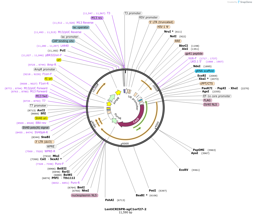 86131-plasmid-map-sequence-id-172749