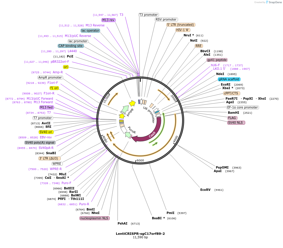 86135-plasmid-map-sequence-id-172751