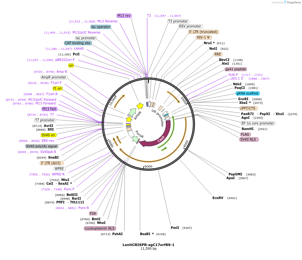 86137-plasmid-map-sequence-id-172753