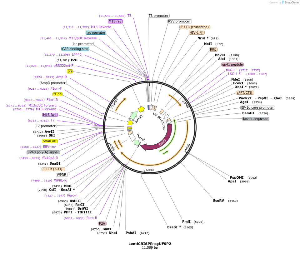 86134-plasmid-map-sequence-id-172756