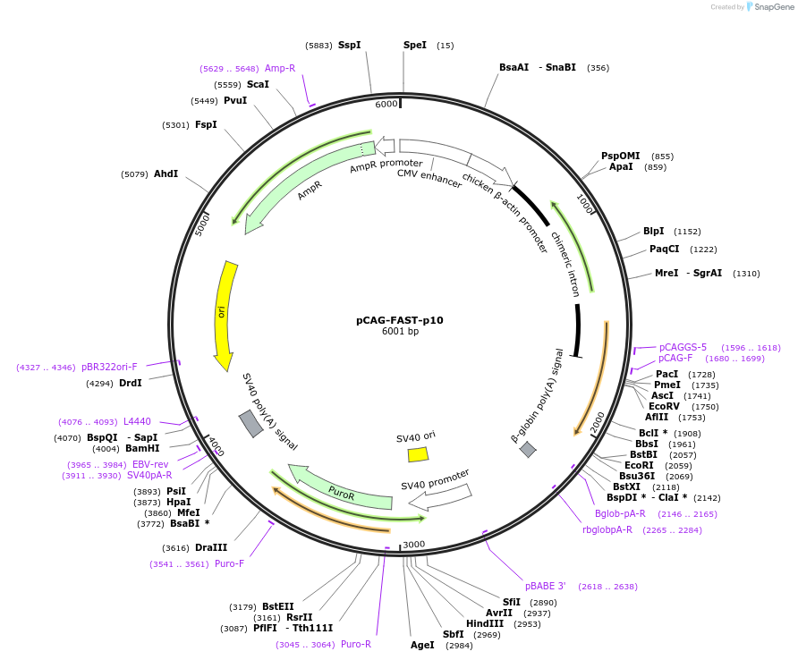 89152-plasmid-map-sequence-id-172781