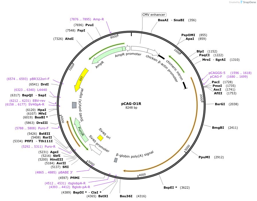 89160-plasmid-map-sequence-id-172788