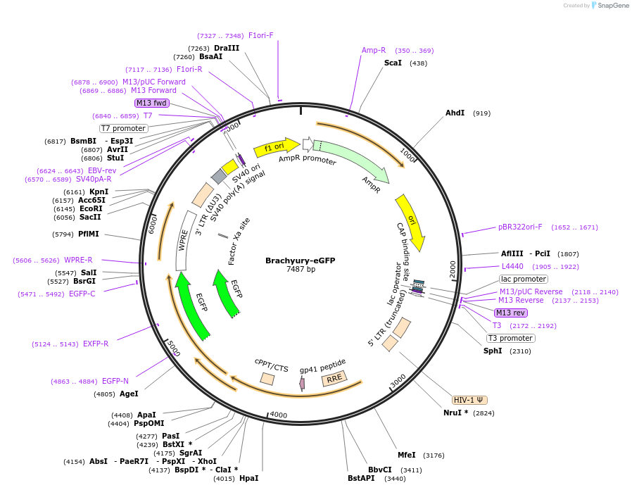 21063-plasmid-map-sequence-id-172790