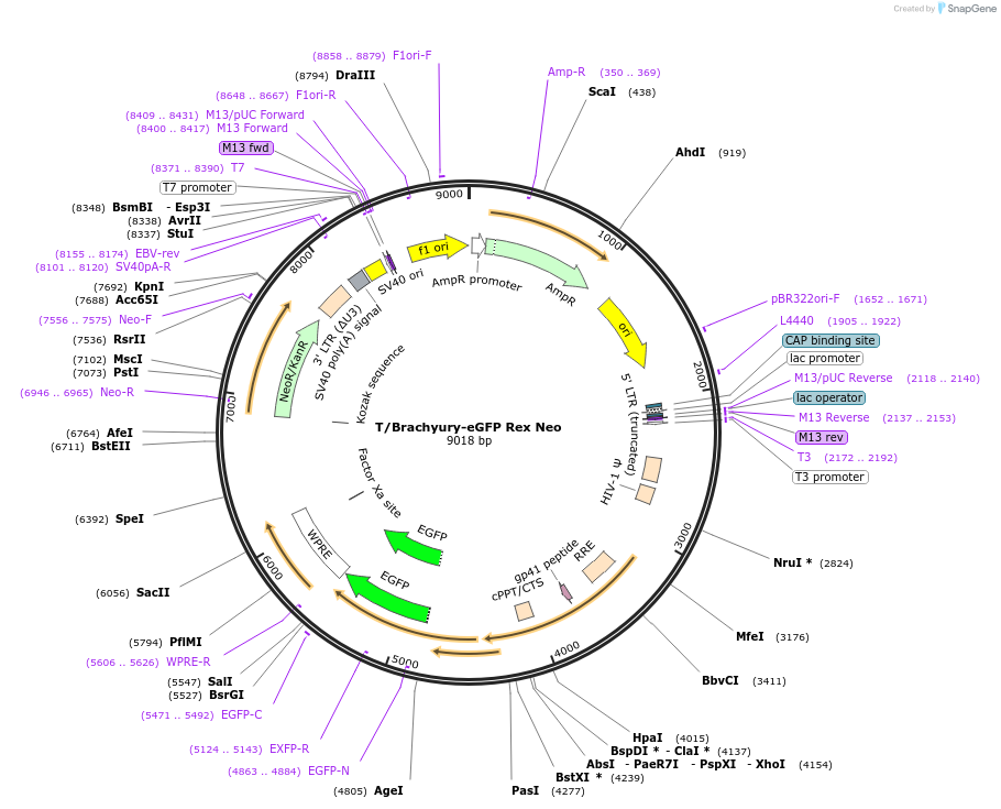 21222-plasmid-map-sequence-id-172791