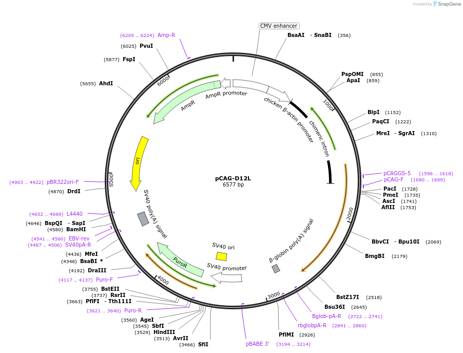 89161-plasmid-map-sequence-id-172800
