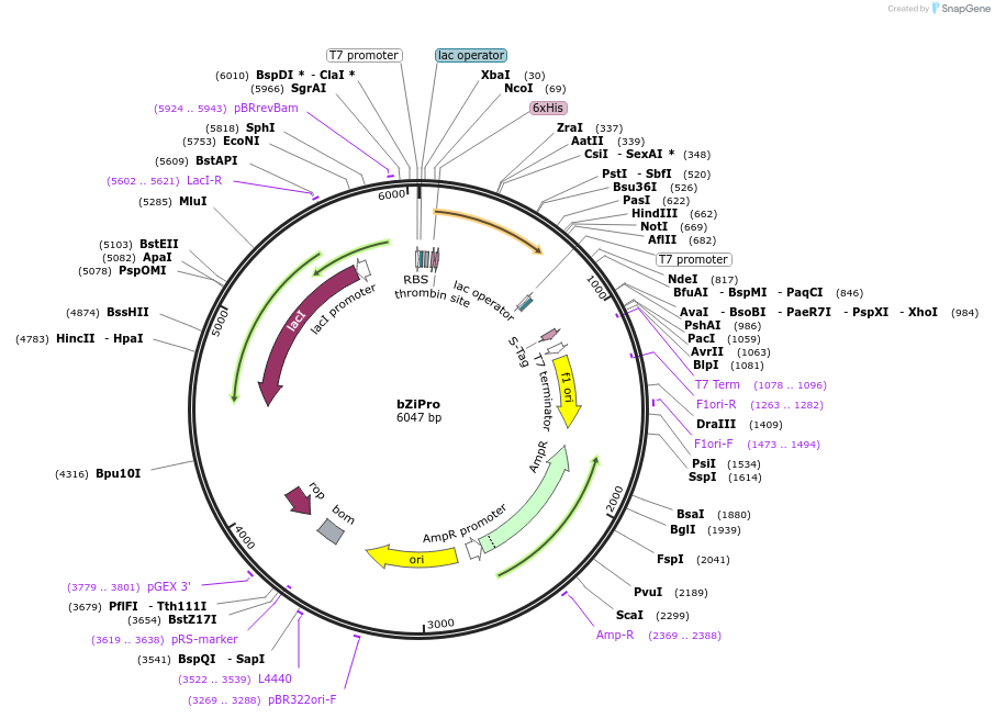86846-plasmid-map-sequence-id-172845