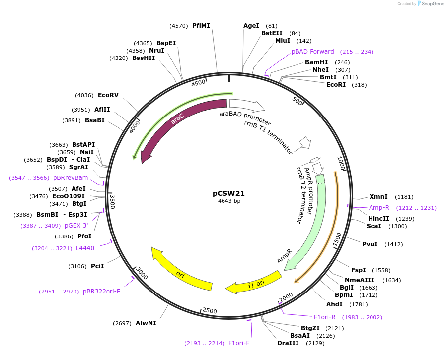 86836-plasmid-map-sequence-id-172853