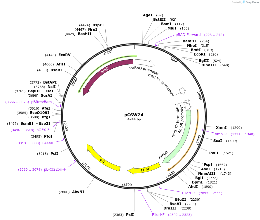 86837-plasmid-map-sequence-id-172855