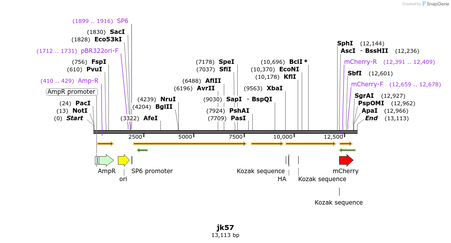 172863_map