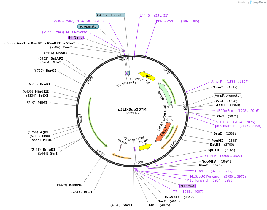 1225-plasmid-map-sequence-id-172866