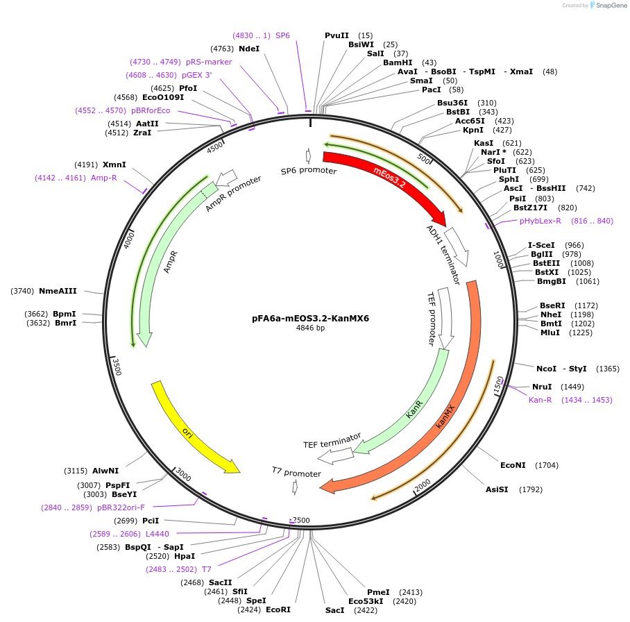 87030-plasmid-map-sequence-id-172882